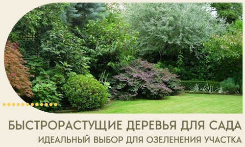 Быстрорастущие деревья для сада идеальный выбор в Мысках