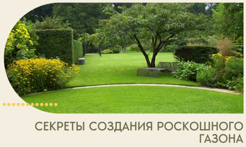 Секреты создания роскошного газона в Мысках